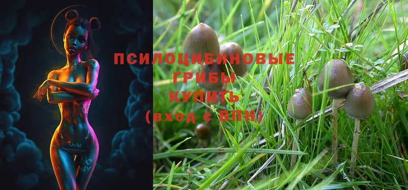 купить   Красногорск  Галлюциногенные грибы Psilocybine cubensis 